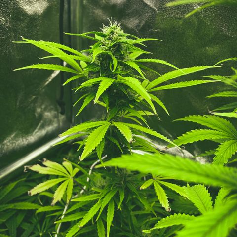 Matanuska Auto growlog timeline photo
