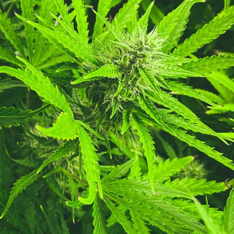 Amnesia Auto growlog timeline photo