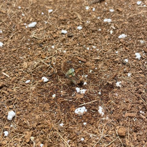 Bruce growlog photo: 1st day out