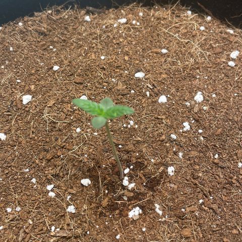 Bruce growlog photo: Added neem oil treatment, not sure if bad soil or bugs 