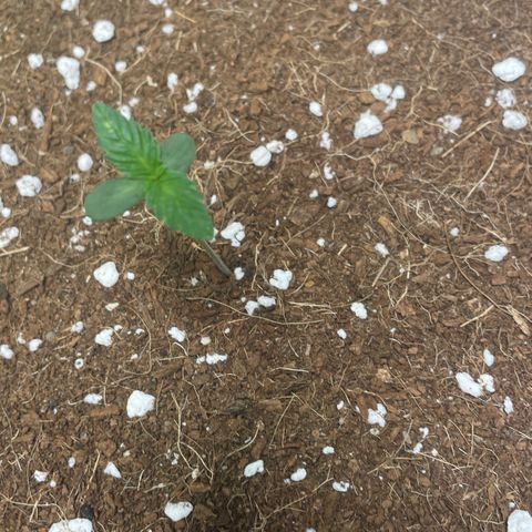 Bruce growlog photo: Added neem oil treatment, not sure if bad soil or bugs 