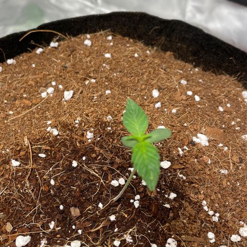 Bruce growlog timeline photo