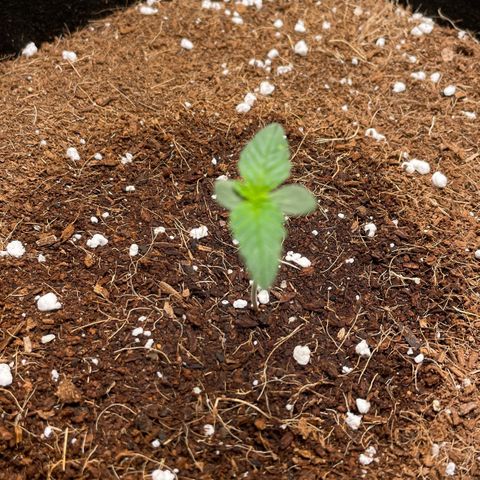 Bruce growlog timeline photo