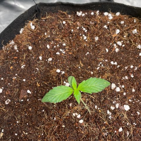 Bruce growlog photo: Watered 500ml each pot and light watered around the stem 