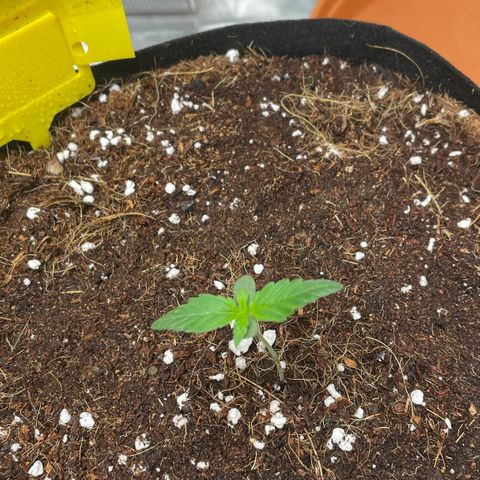 Bruce growlog photo: Watered 500ml each pot and light watered around the stem 