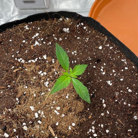 Bruce growlog timeline photo