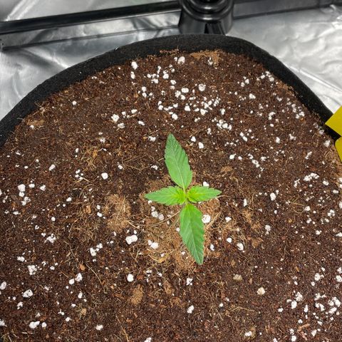 Bruce growlog timeline photo