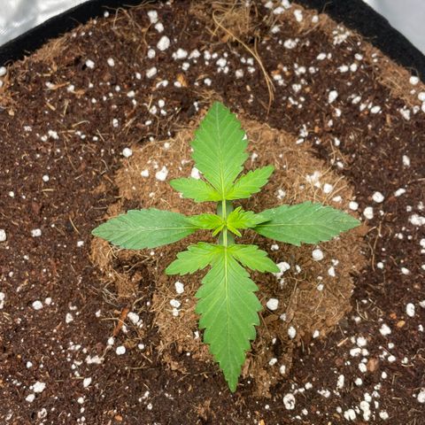 Bruce growlog timeline photo
