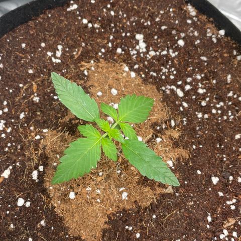 Bruce growlog timeline photo