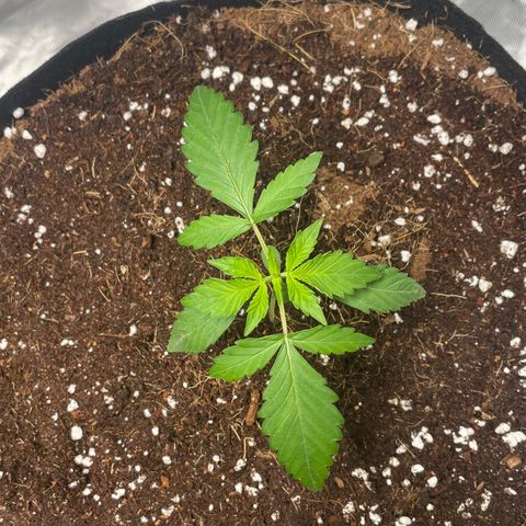 Bruce growlog timeline photo