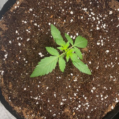 Bruce growlog timeline photo
