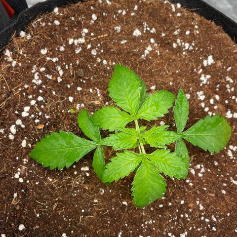 Bruce growlog photo: Neem oil on before lights off and water at 7pm once lights back on 