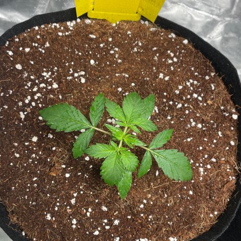 Bruce growlog photo: Neem oil on before lights off and water at 7pm once lights back on 
