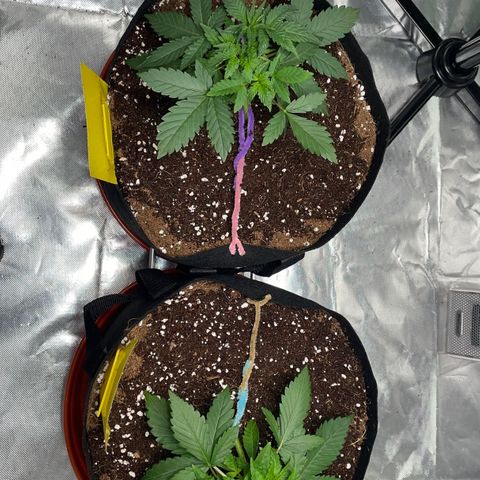 Bruce growlog photo: LST started 
