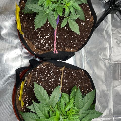 Bruce growlog timeline photo