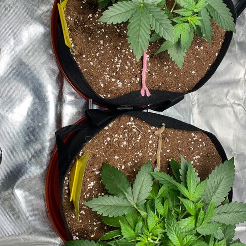 Bruce growlog photo: 1st sign of flower 