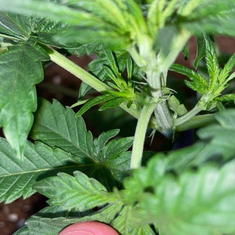 Bruce growlog photo: 1st sign of flower 
