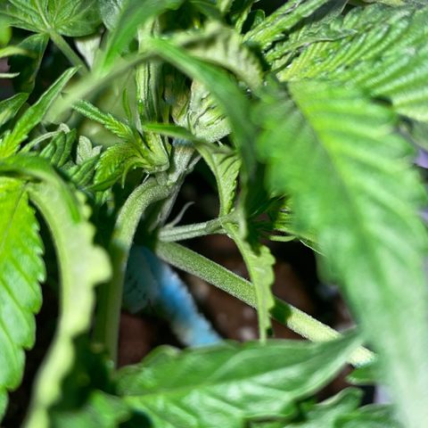 Bruce growlog photo: 1st sign of flower 