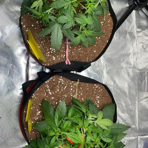 Bruce growlog timeline photo