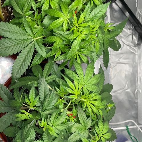 Bruce growlog timeline photo