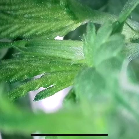 Bruce growlog timeline photo