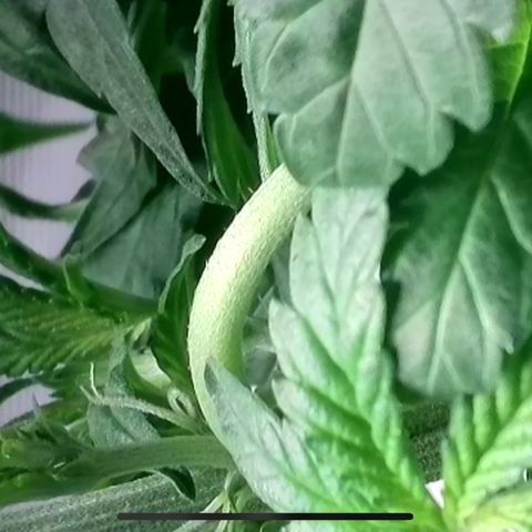 Bruce growlog timeline photo
