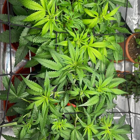Bruce growlog timeline photo