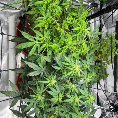 Bruce growlog timeline photo