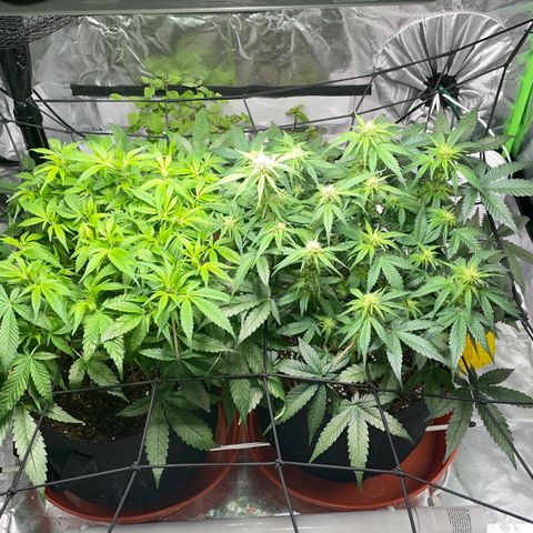 Bruce growlog timeline photo
