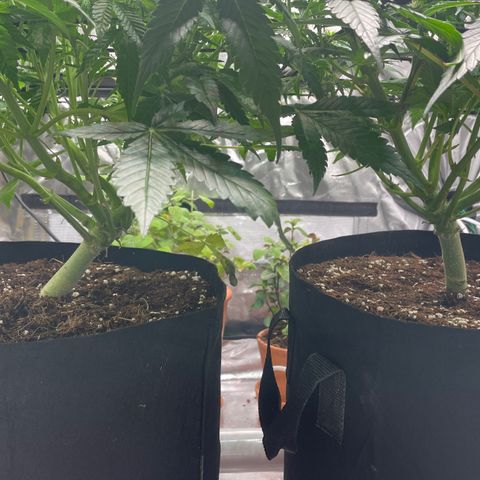 Bruce growlog timeline photo