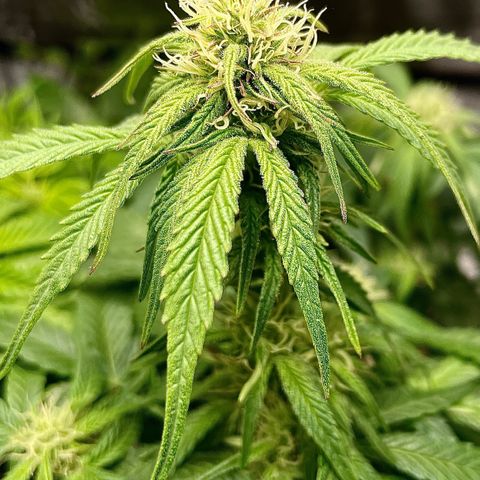 Bruce growlog timeline photo