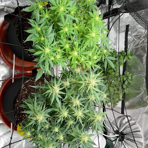 Bruce growlog timeline photo