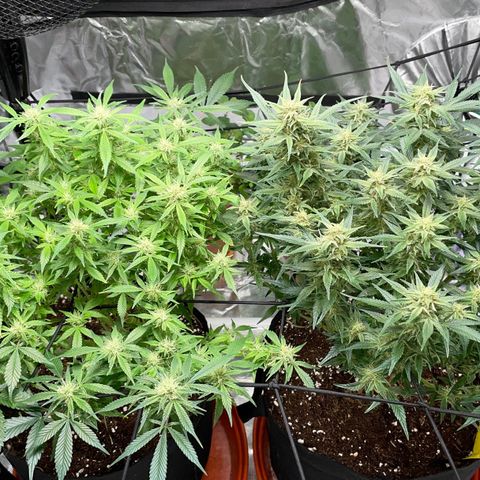Bruce growlog timeline photo