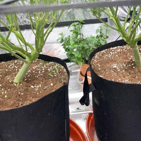 Bruce growlog timeline photo