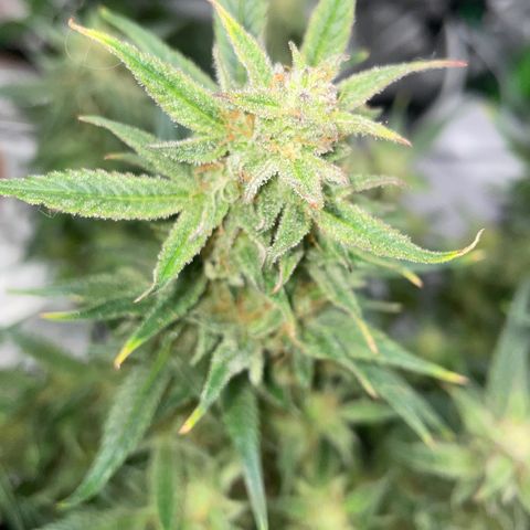 Bruce growlog timeline photo