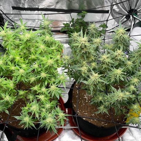 Bruce growlog timeline photo