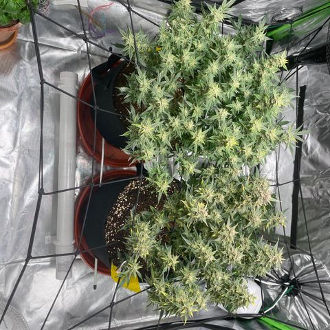 Bruce growlog timeline photo