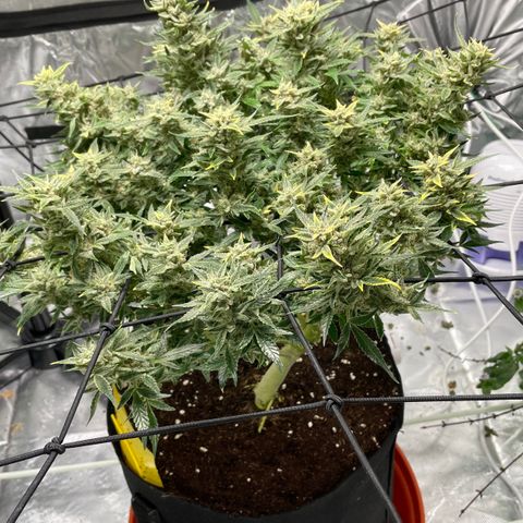 Bruce growlog timeline photo
