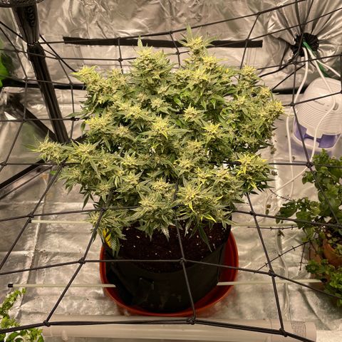 Bruce growlog timeline photo