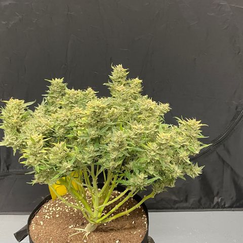 Bruce growlog photo: Finished 