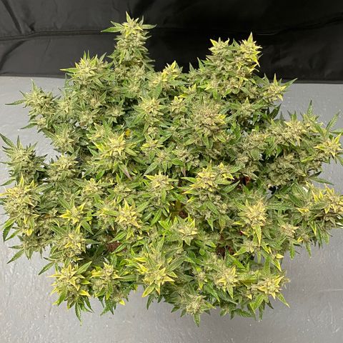 Bruce growlog photo: Finished 