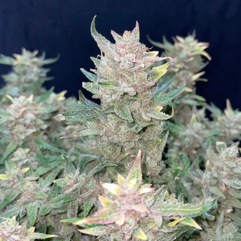 Bruce growlog photo: Finished 