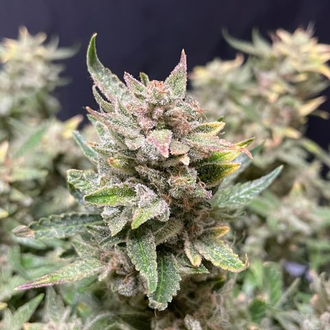 Bruce growlog photo: Finished 