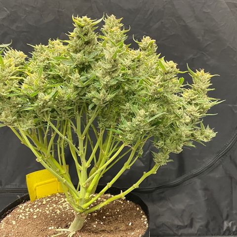 Bruce growlog photo: Finished 