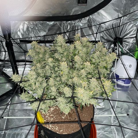 Bruce growlog photo: Finished 