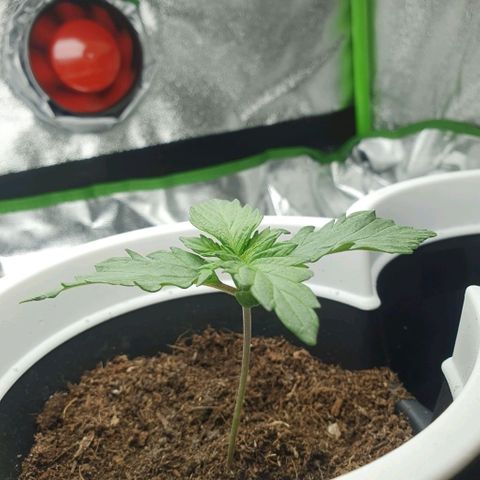 Driving ban growlog timeline photo
