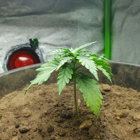 Driving ban growlog timeline photo