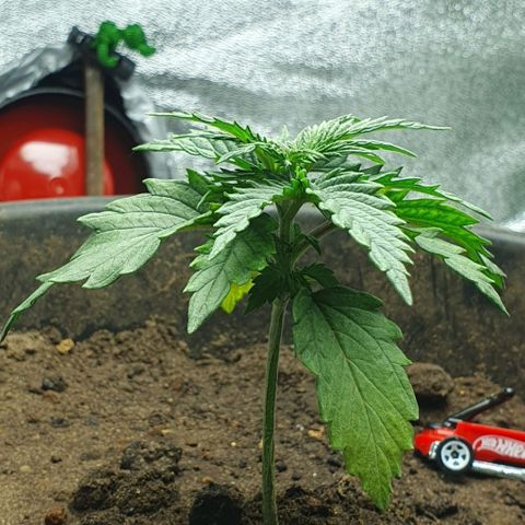 Driving ban growlog timeline photo