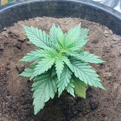 Driving ban growlog timeline photo