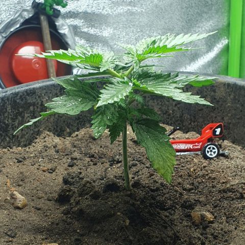 Driving ban growlog timeline photo